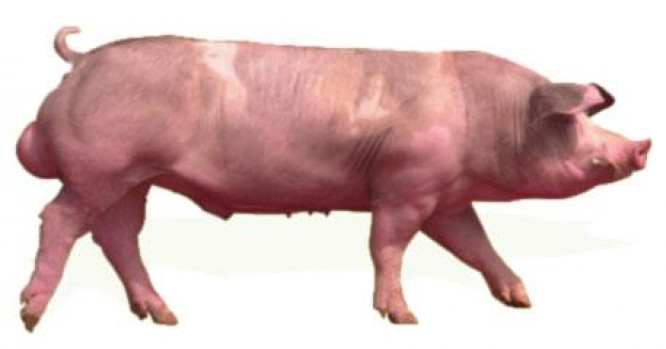 knyr12